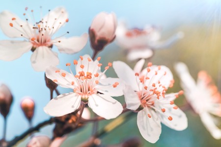 Close-up-of-cherry-blossom-flower-1165042 Close-up-of-cherry-blossom-flower-1165042